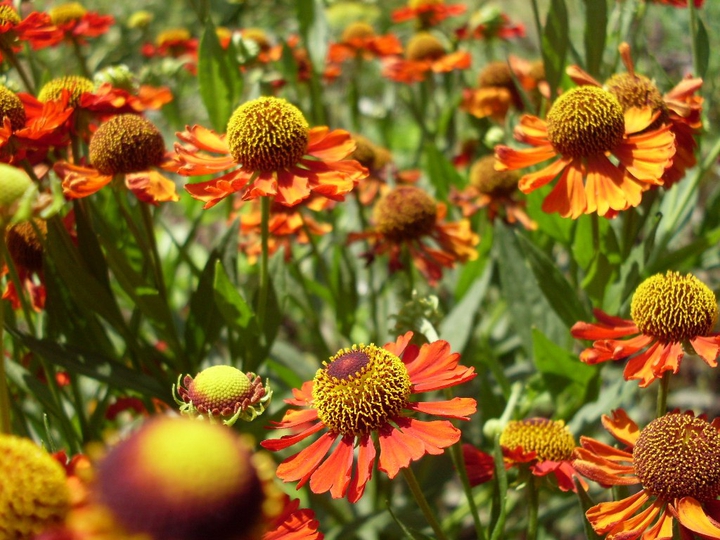 flowers
