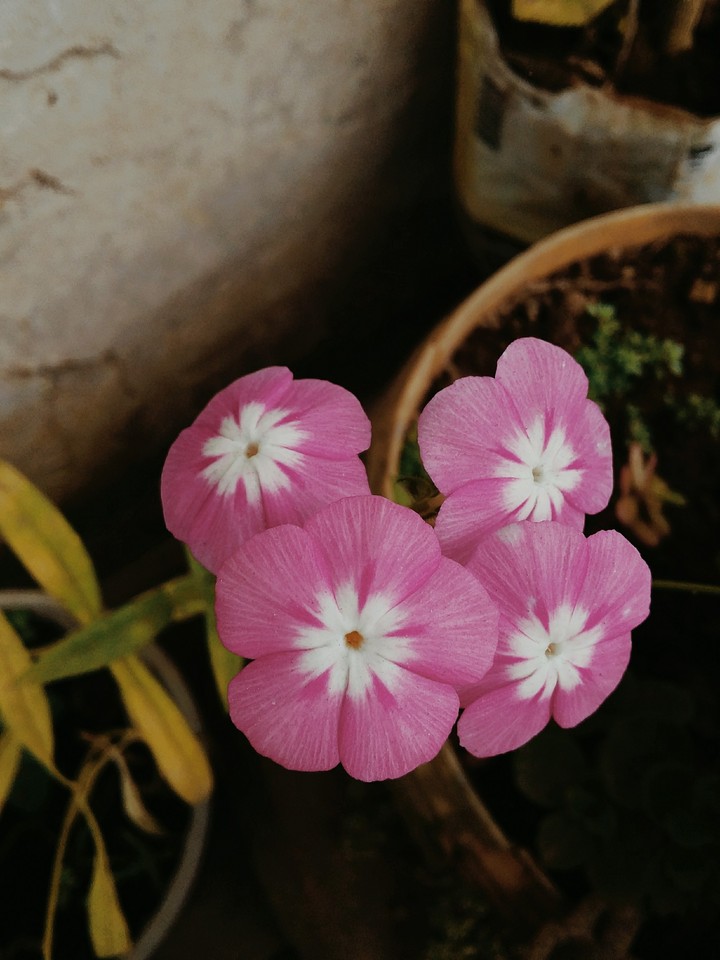 Violet