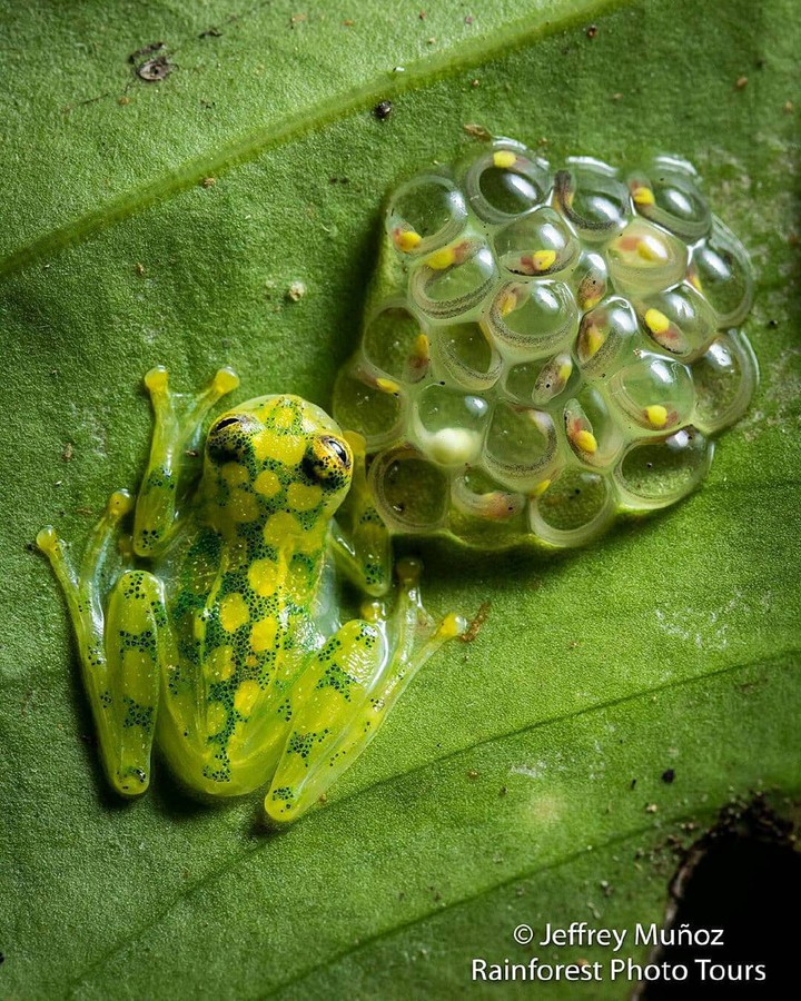 frog