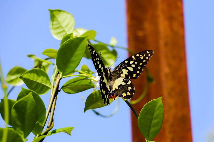 Butterfly