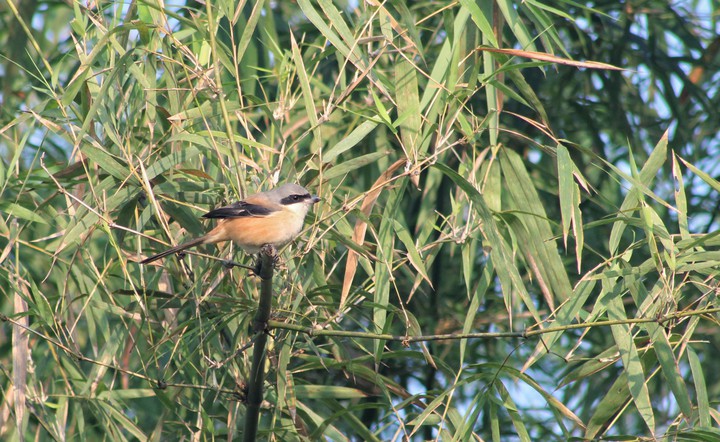 beautiful bird