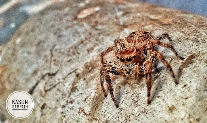 spider