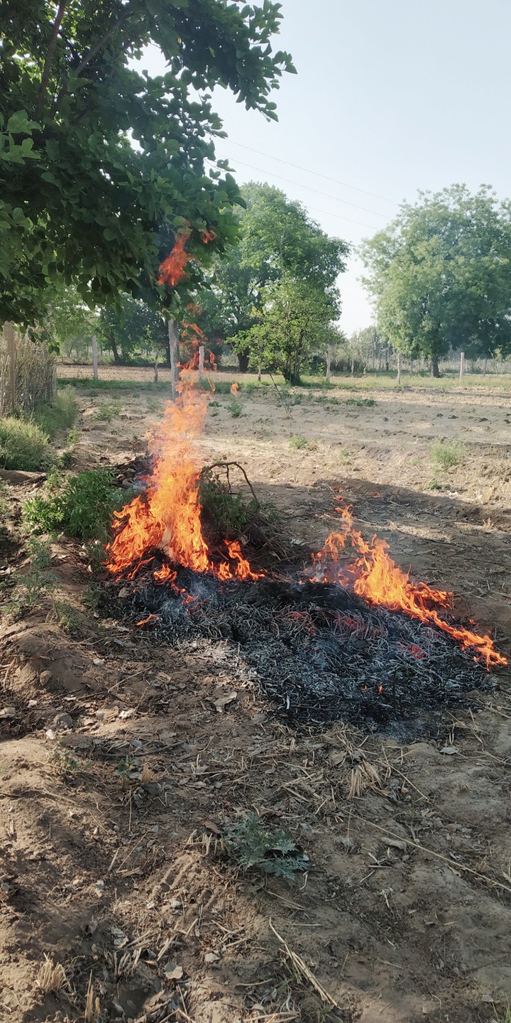 fir
