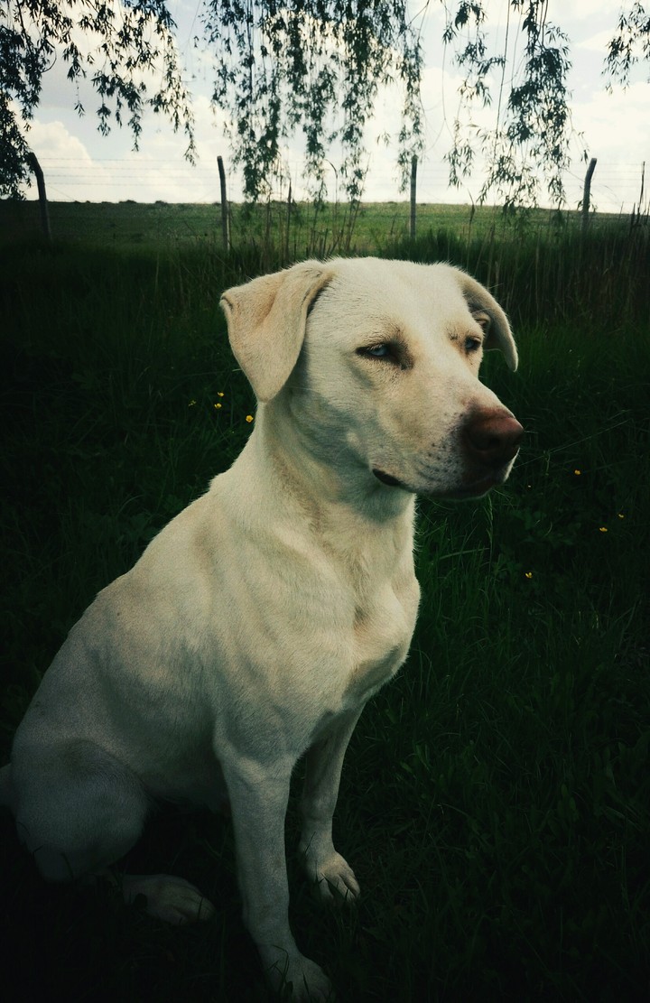 köpek 