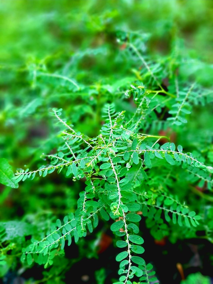 leaves
