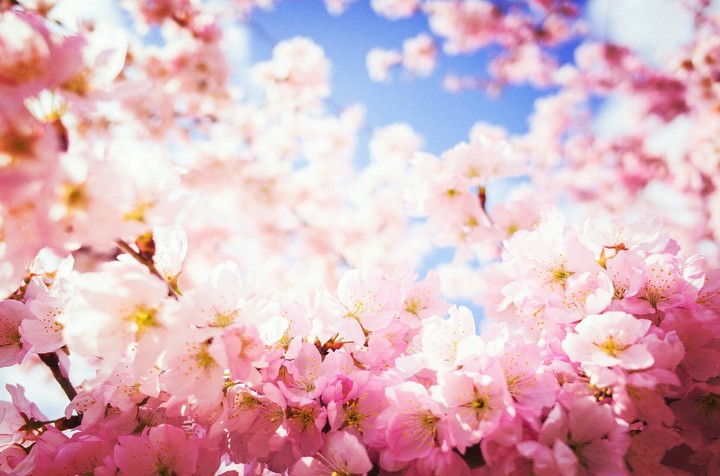 Flower is perfect
