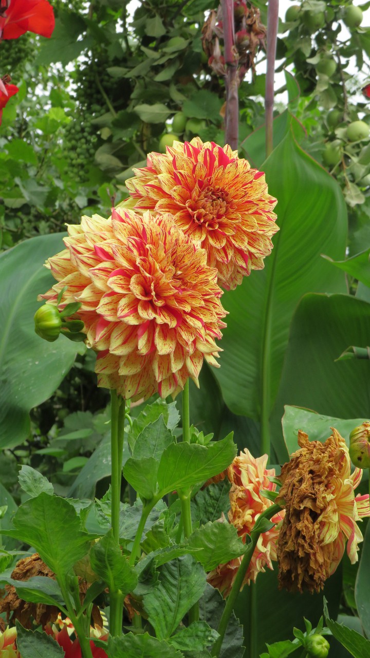 dahlias