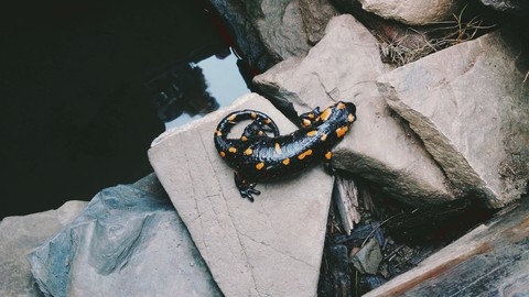 salamander