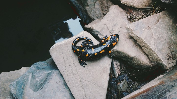 salamander