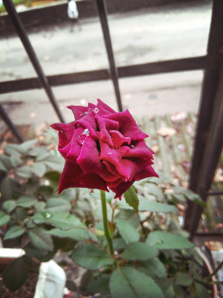 good morning