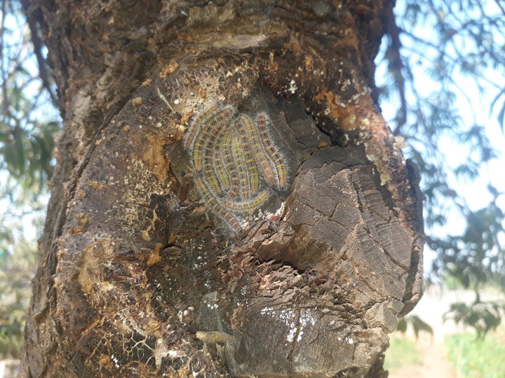 snuggly worms in peach tree