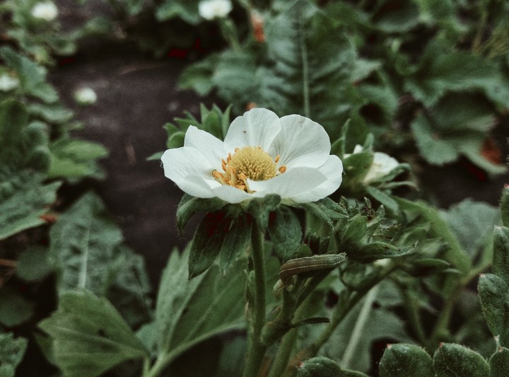 Strawberry flower
