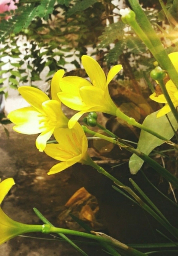 Flowers