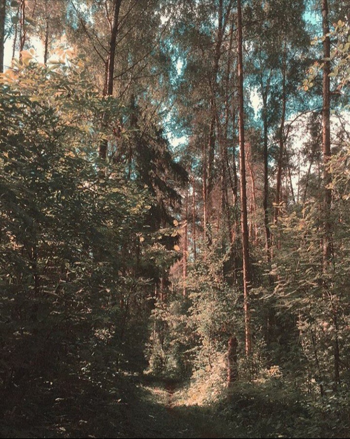 forest