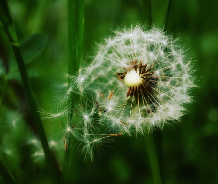 Tender...