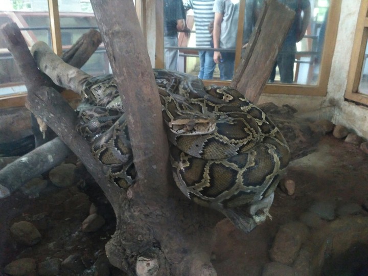 python