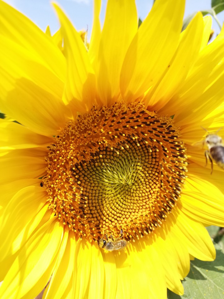 aaa