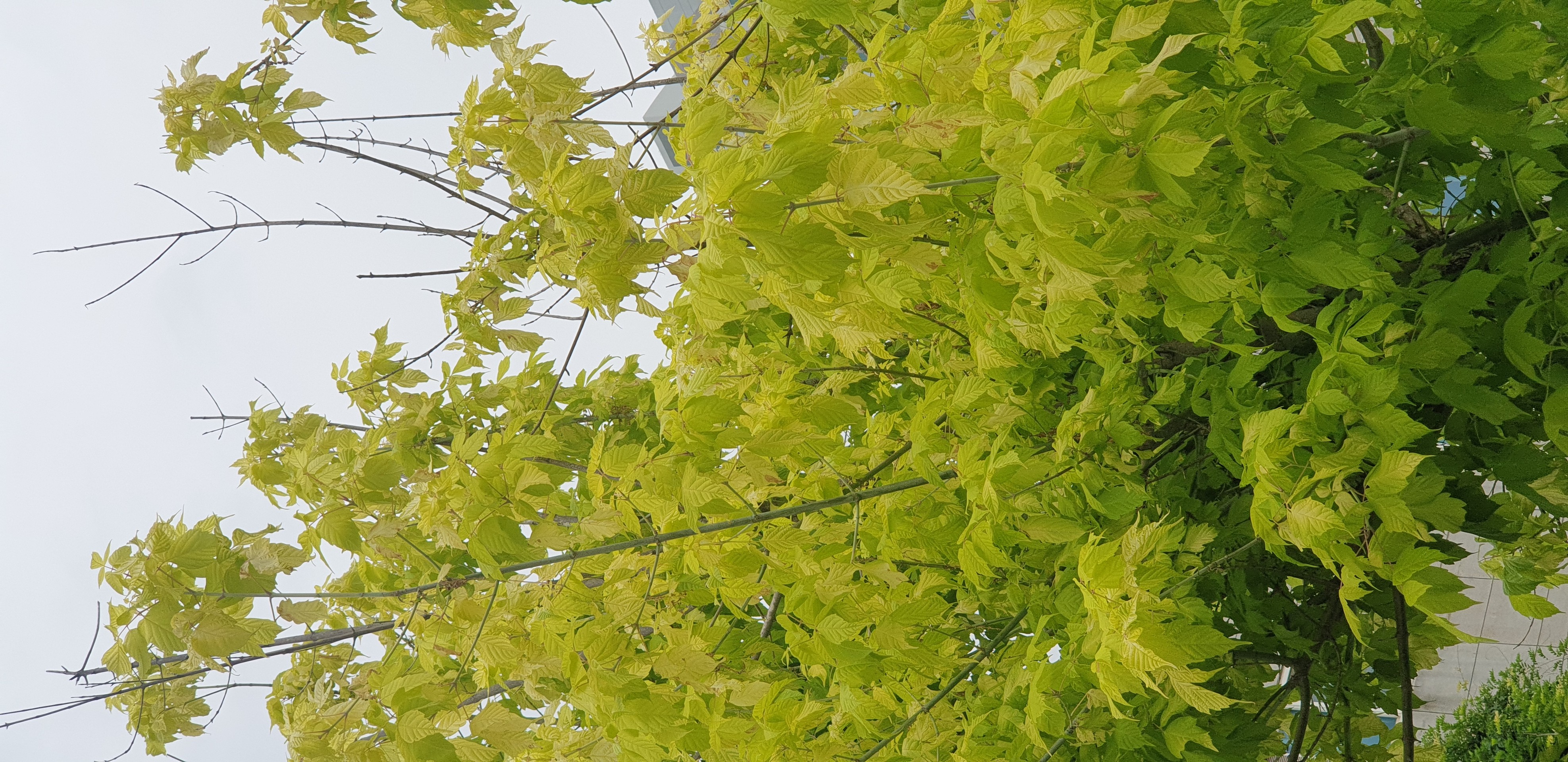 Nature
