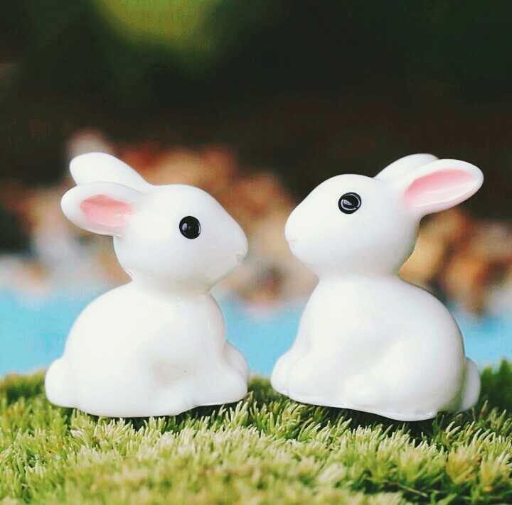rabbit