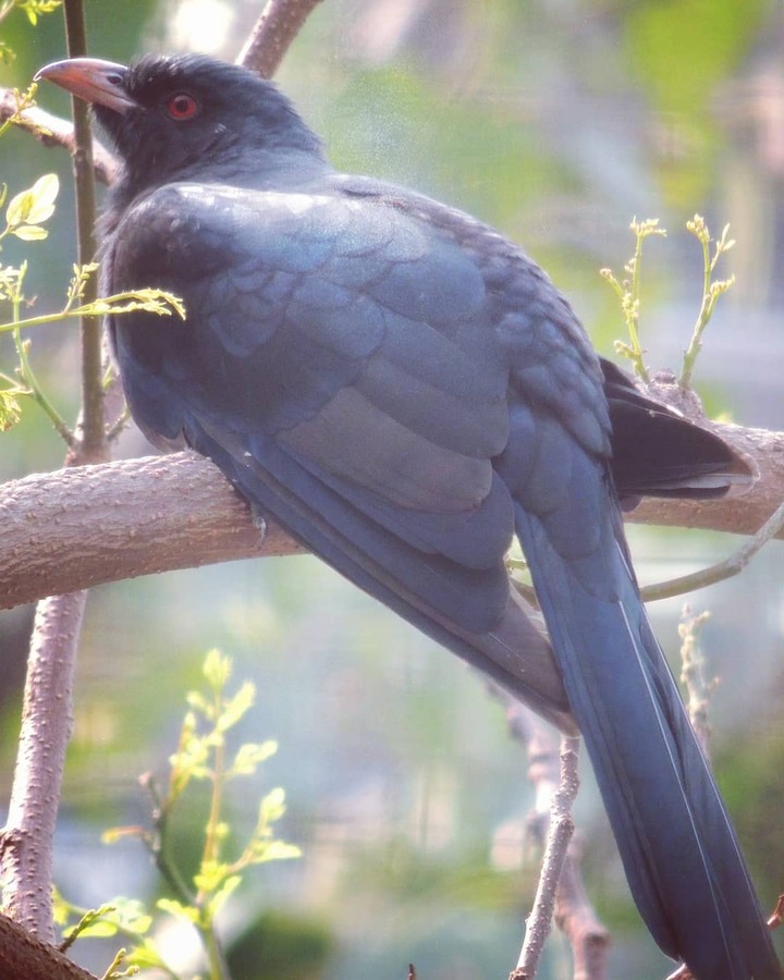 chillin bird