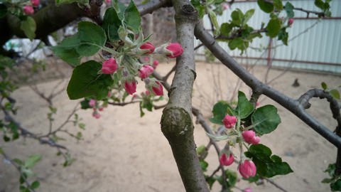 Apple tree flower