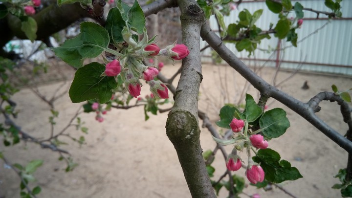 Apple tree flower