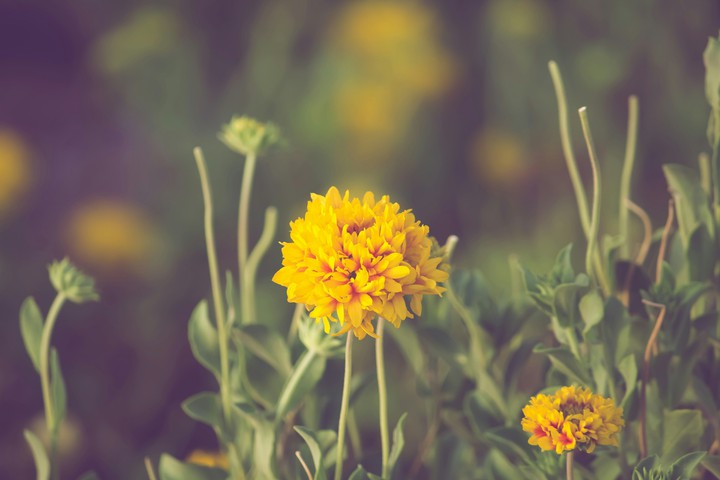 Yellow flower