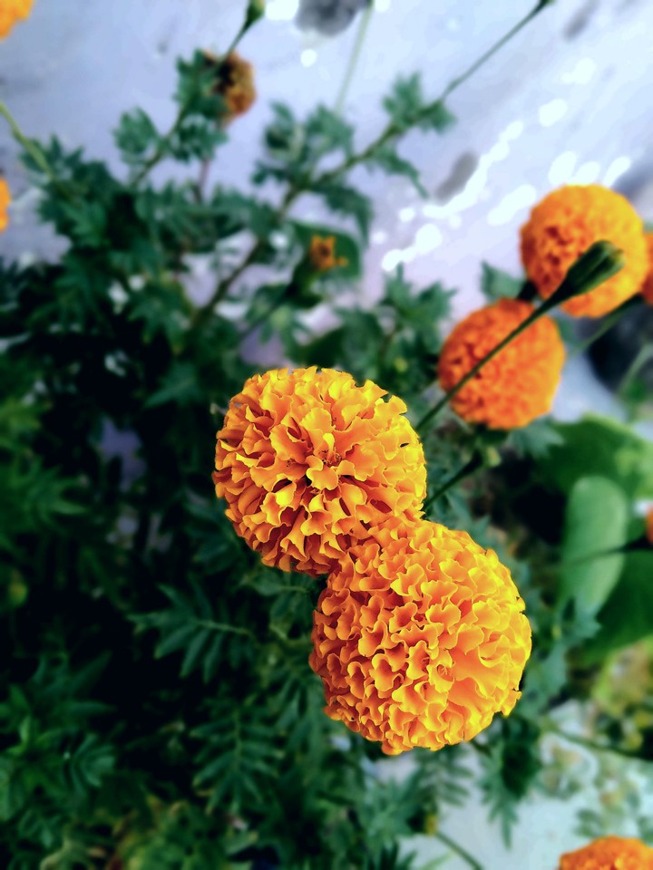 marigold flowers