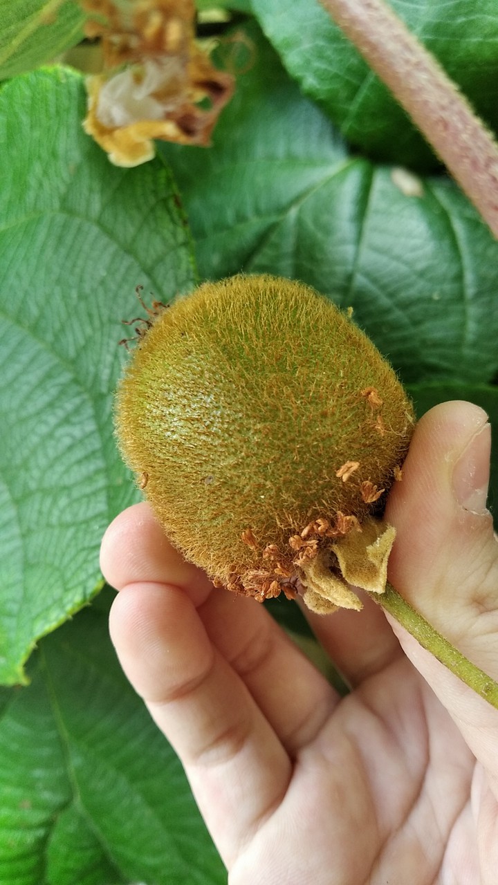 Kiwi ?