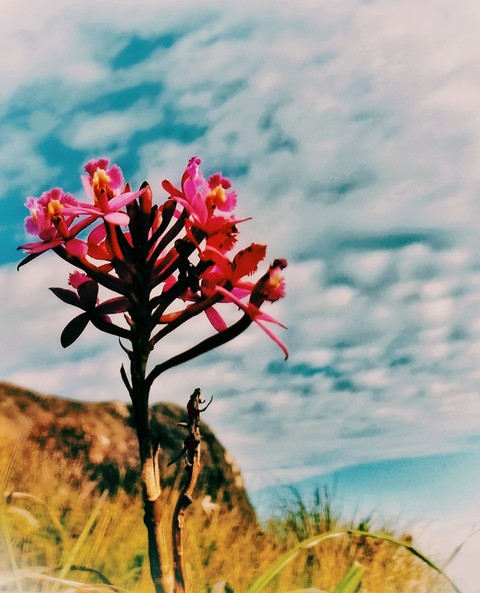 Uma flor no final