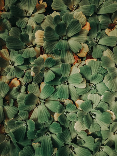 succulent