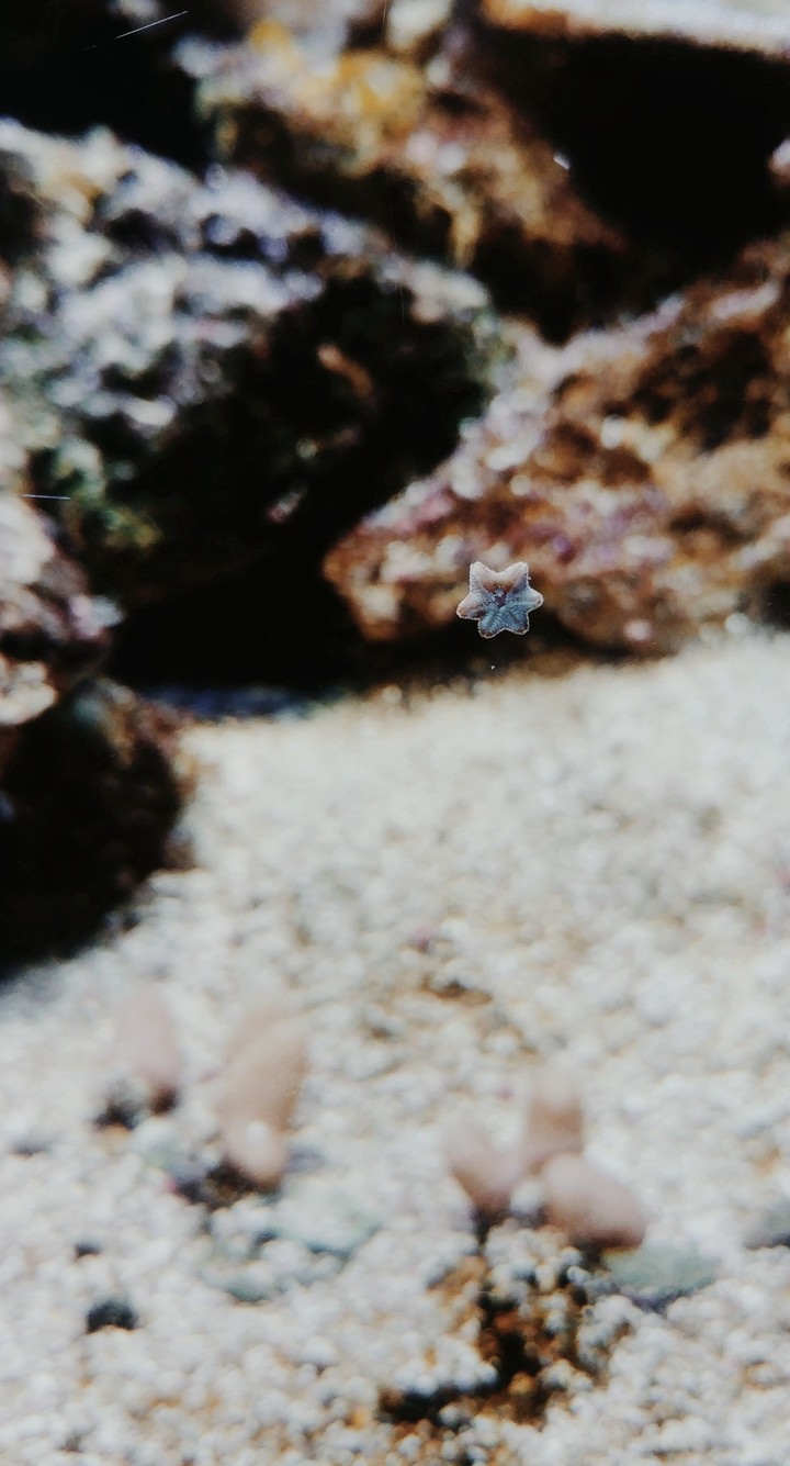 small starfish