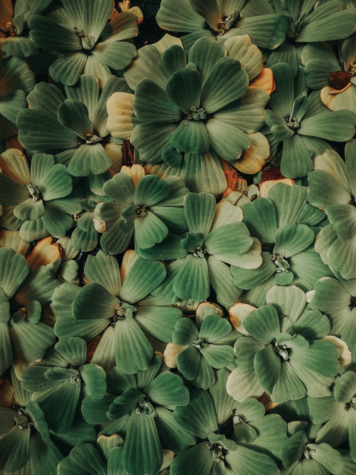 succulent