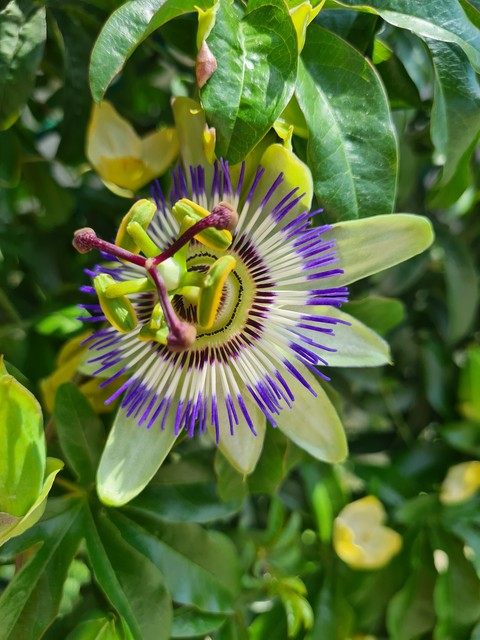 botany, Close-up वॉलपेपर