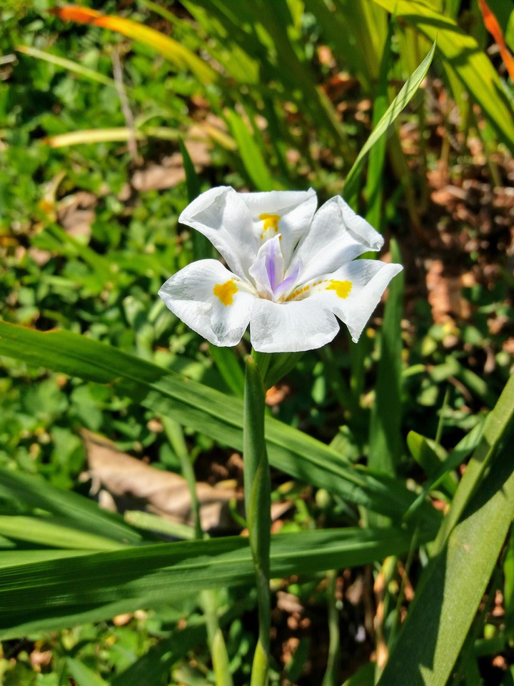 Flor