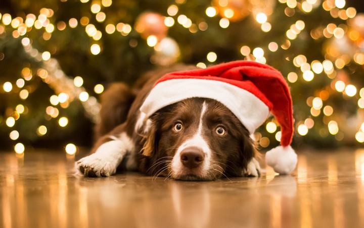dog