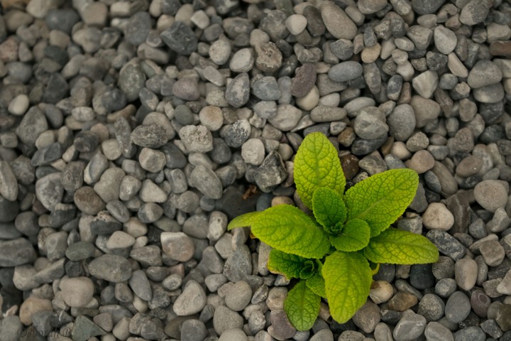 Leaves Rock ;)