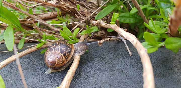 large snail