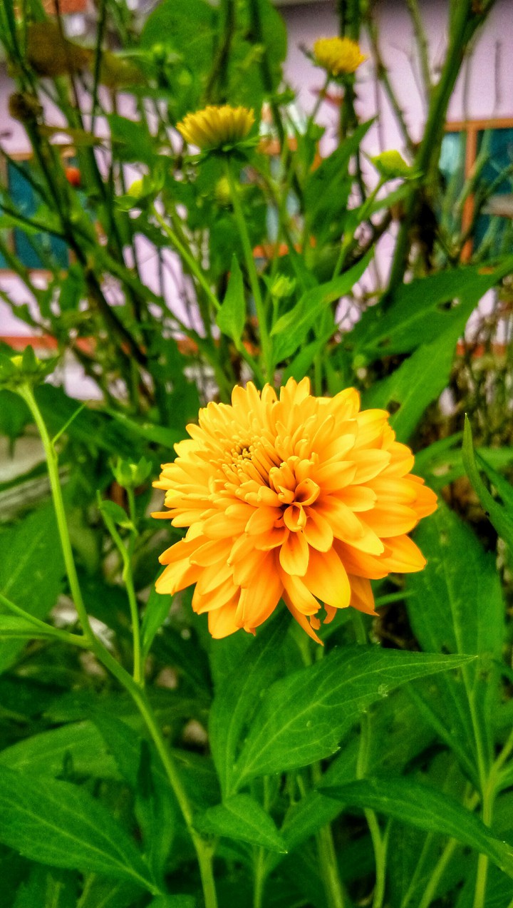 flora