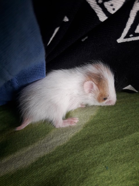 Hamster Liliy jr