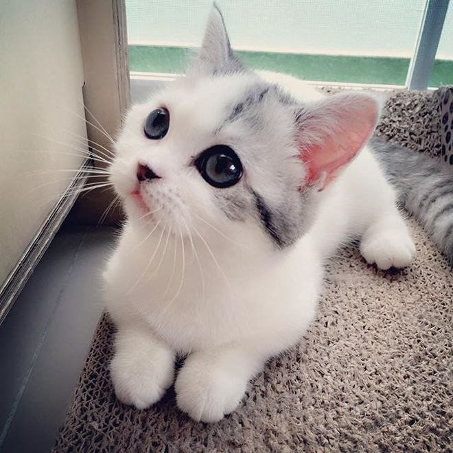 котик