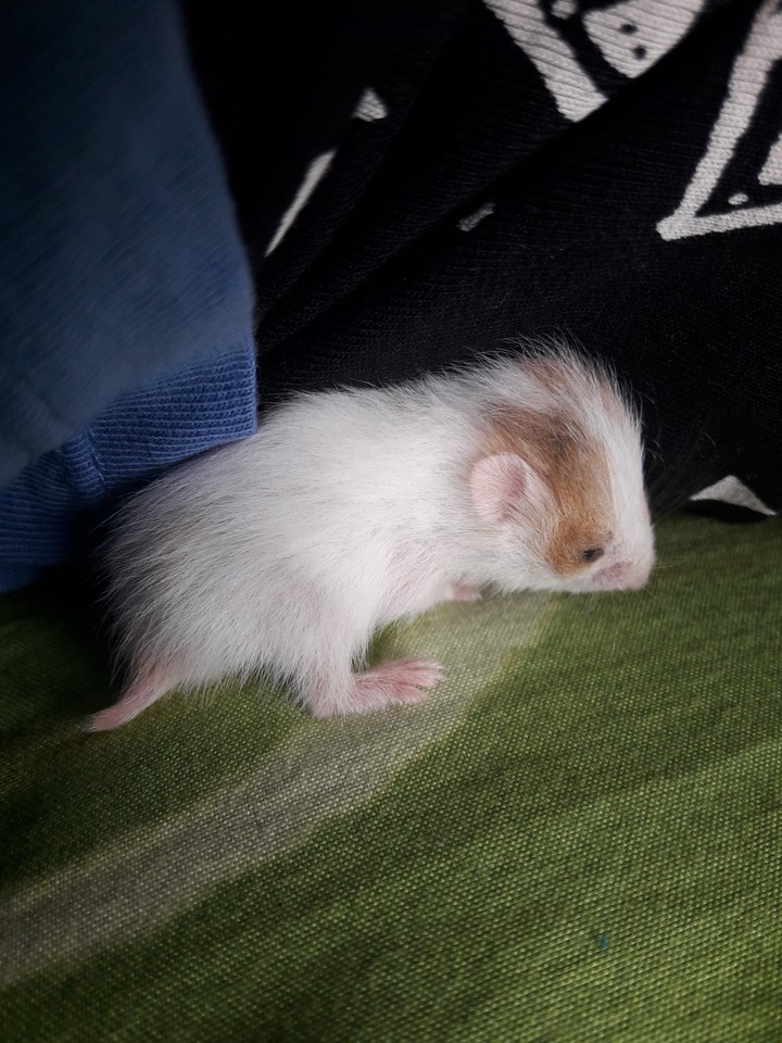 Hamster Liliy jr