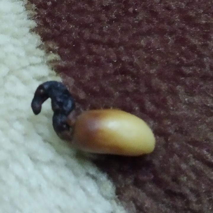 mungfali