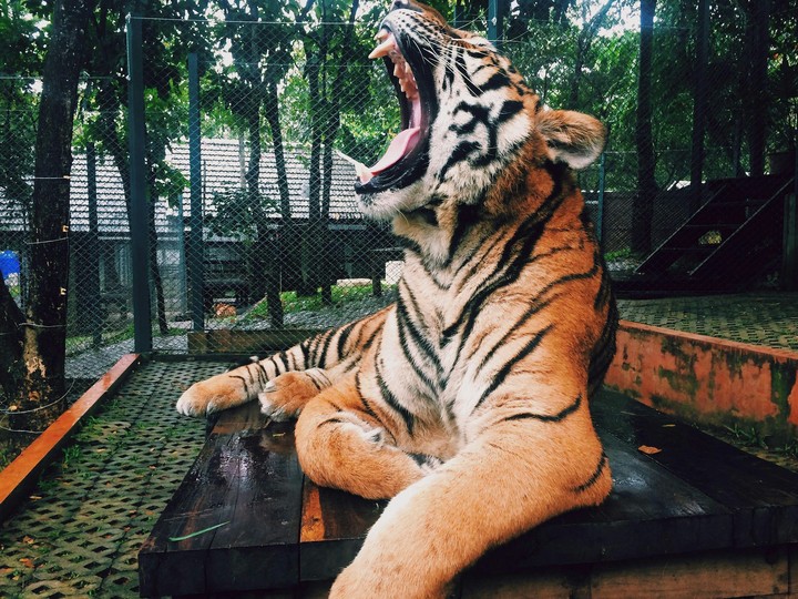Tiger Roar