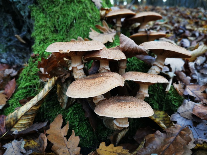 mushroom