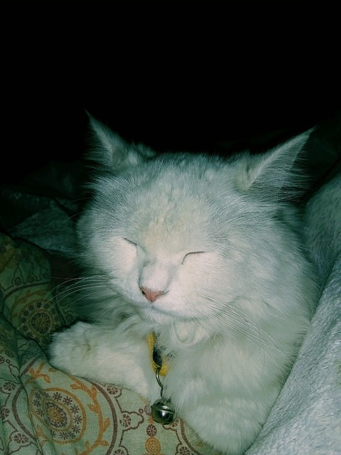 Persian cat