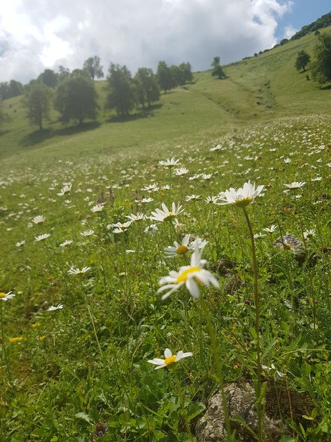 chamomiles