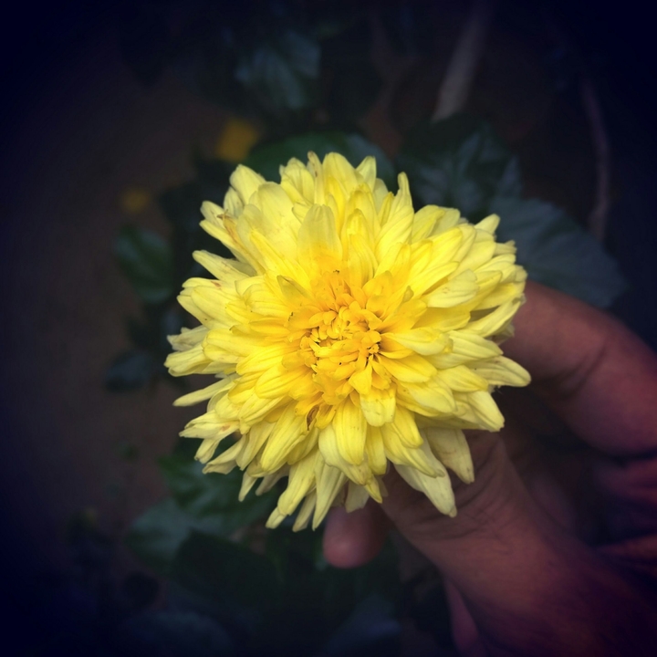 Flower