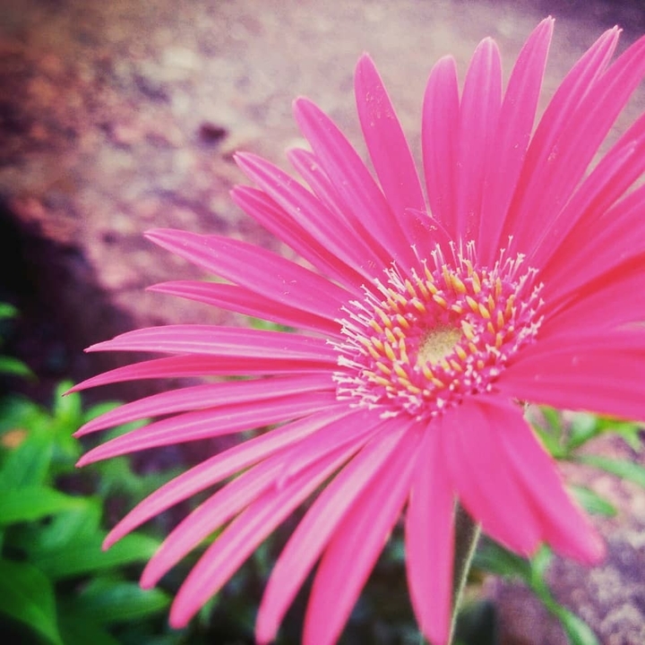 pink flower
