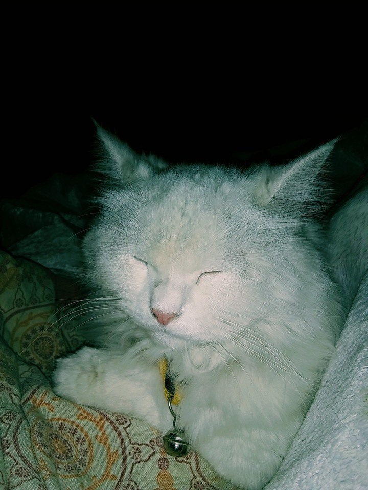 Persian cat